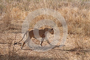 Lioness walking slowly in the grass after eating in Ngorongoro Safari 2