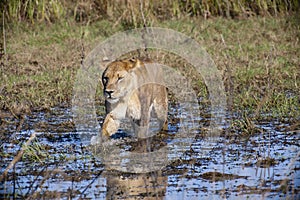 Lioness Walking in Swamp