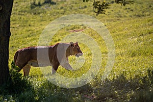 Lioness walking in the wilderness in high grass on savanna