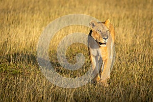 Lioness walks through grass with head up