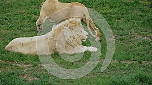 The lioness walks on the grass and lies down next to the lion. Habits of wild animals in natural conditions