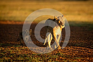 Lioness walks on gravel airstrip with cub