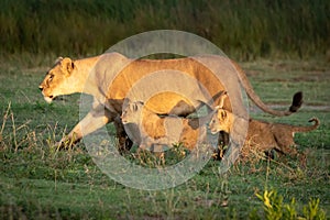 Lioness walks over grass with two cubs