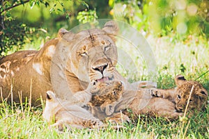 Lioness are washing her cubs in the grass.