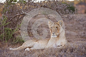Lioness Watching