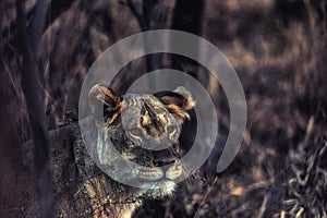 Lioness, Welgevonden, South Africa