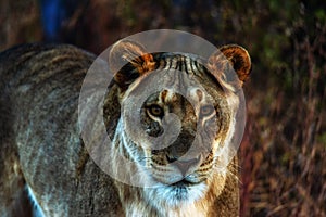 Lioness, Welgevonden, South Africa