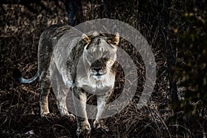 Lioness, Welgevonden, South Africa