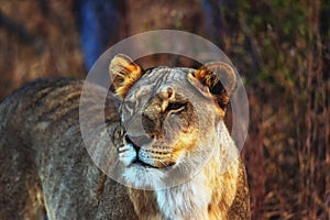 Lioness, Welgevonden, South Africa