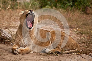 Lioness widely opens its gluttonous red mouth resting on the yellow grass, the predator yawns on vacation