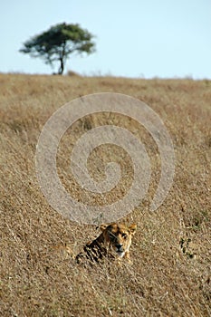 Lioness in the wild