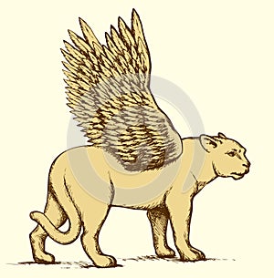 Lioness with wings. Vector drawing