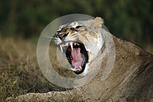 Lioness Yawning