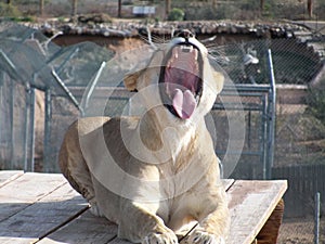 Lioness yawning AZ Big Cat Sanctuary