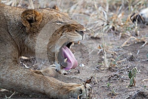 Lioness yawning exposing her tongue and teeth