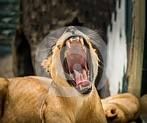Lioness yawning, Female lion