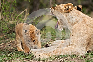 Lioness yawning infront of her cub, Masai Mara