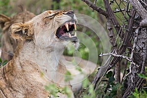 Lioness yawning South Africa