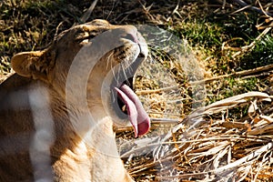 Lioness yawning or is she yelling