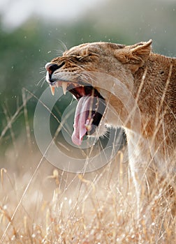 Lioness yawns