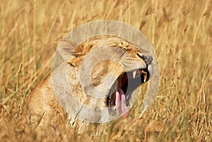 Lioness yawns