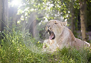 A lioness Yawns as she relaxes