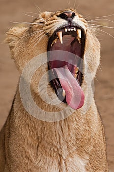 Lioness yawns with her fanged red mouth wide open, a humorous symbol of dentistry