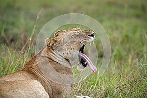 A lioness yawns with an open mouth