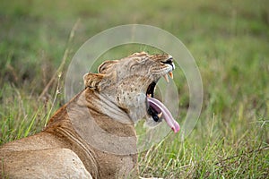 A lioness yawns with an open mouth