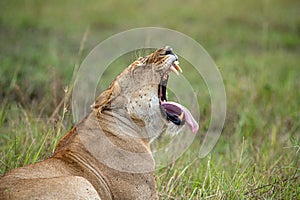 A lioness yawns with an open mouth
