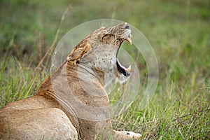 A lioness yawns with an open mouth