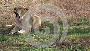 Lioness yawns while resting in the grass