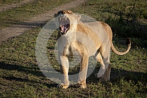 Lioness yawns widely on grass by track