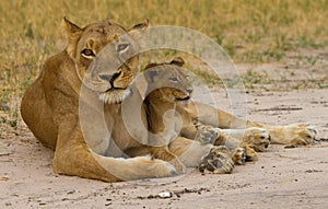 A Lioness and young cub on the dusty plains in Hwange photo