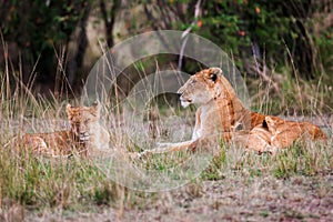 Lioness with young lion cubs (Panthera leo) in the grass,