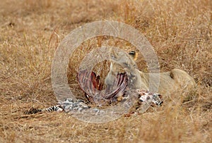 Lioness with zebra kill, Masai Mara