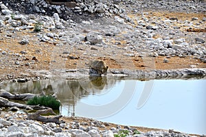 Lionesse drinking water in Etosha Park , Namibia