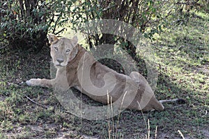 Lionesse in the wild