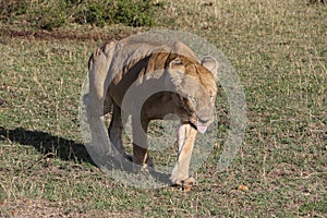 Lionesse in the wild