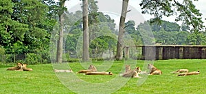 Lionesses photo