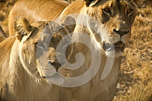 Lionesses photo