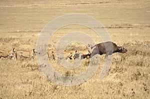 Lionesses attacking a water buffalo