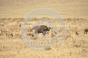 Lionesses attacking a water buffalo photo