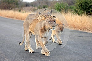 Lionesses and a cub