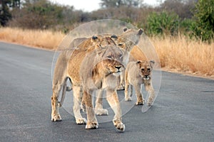 Lionesses and a cub photo