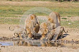 Lionesses and cubs drinking