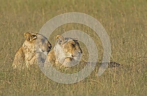 Lionesses in the early morning light Panthera leo photo