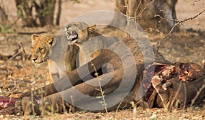 Lionesses on elephant kill photo