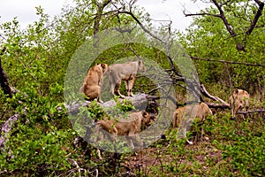 Lionesses go hunting for food