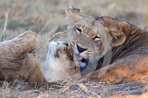 Lionesses grooming each other